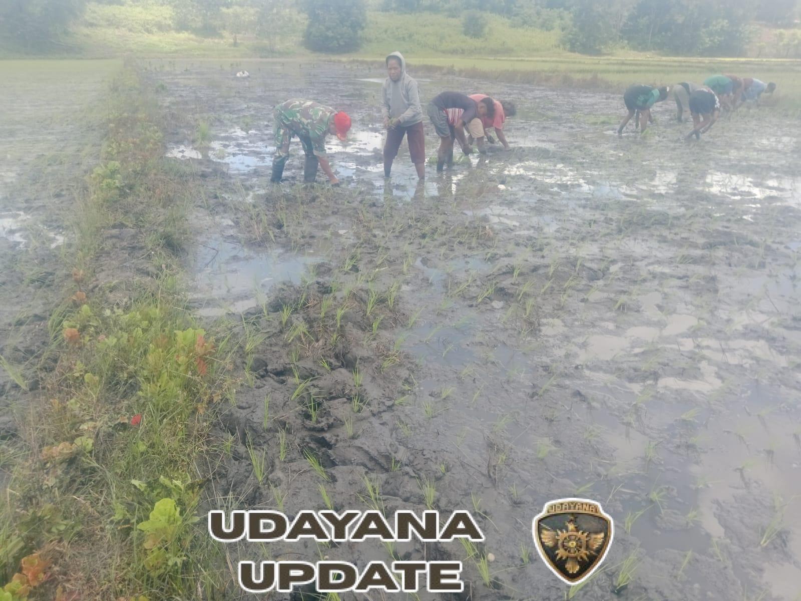 Wujud Kepedulian TNI, Babinsa Kodim 1601/Sumba Timur Bantu Petani Tanam Padi