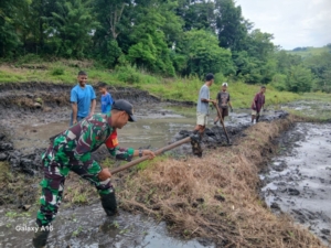 Babinsa Kodim 1601/Sumba Timur Aktif Dampingi Petani di Lahan Persawahan