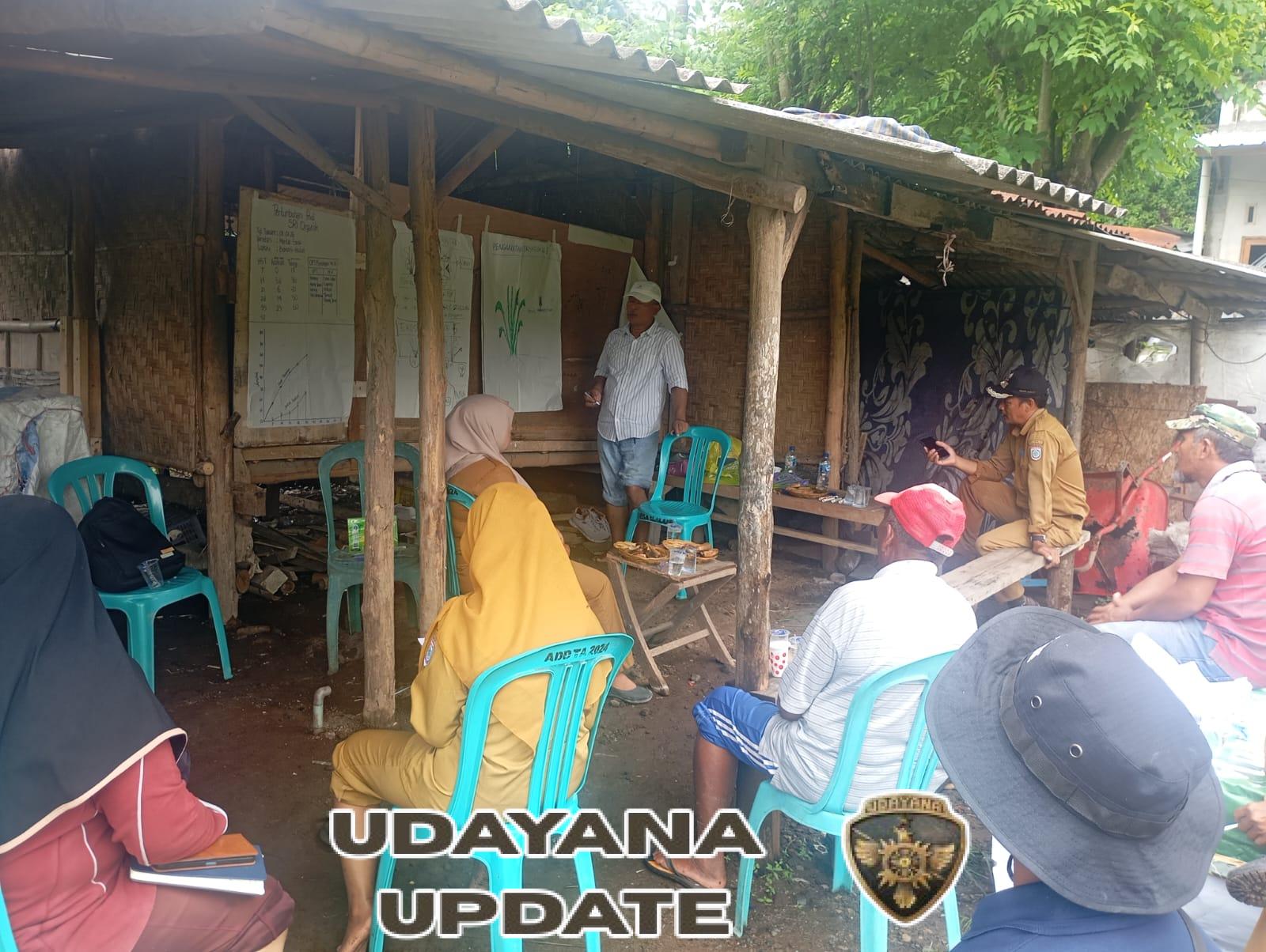 Sinergi TNI, PT Amman, dan Petani Kembangkan Pertanian Organik di Maluk