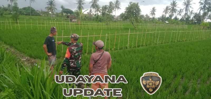 Babinsa Labuan Pandan Dorong Pupuk Bersubsidi Tepat Sasaran Saat Monitoring LTT