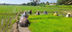 Wujud Kepedulian TNI, Babinsa Rindi Umalulu Turun Langsung ke Sawah