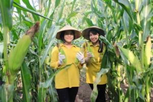 Panen Raya Jagung dan Telur, Persit Yonif TP 834/WM Bangkitkan Semangat Ketahanan Pangan