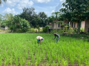 TNI Dampingi Anggota Poktan, Pembersihan Sawah Capai 100 Persen