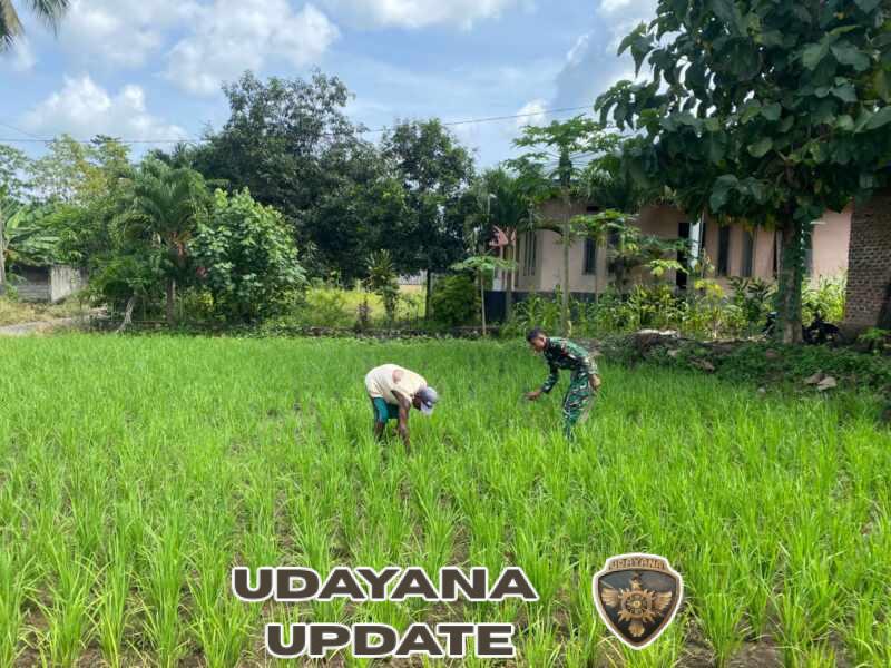 TNI Dampingi Anggota Poktan, Pembersihan Sawah Capai 100 Persen