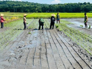 Wujud Kepedulian TNI, Babinsa Koramil 03/Pahunga Lodu Turun ke Sawah