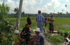Sinergi Babinsa dan Poktan Alrahman Wujudkan Swasembada Pangan di Kembang Kerang Daya