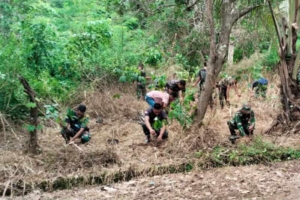 Hijaukan Desa Werang, Satgas TMMD Ke-127 Kodim 1603/Sikka Tanam Jambu Mete, Mahoni dan Alpukat