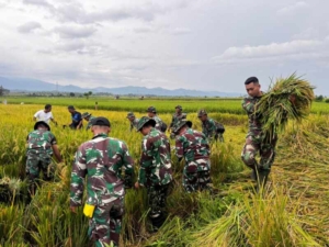 Dukung Swasembada Pangan, Satgas TMMD ke-127 Kodim 1617/Jembrana Dampingi Petani Padi