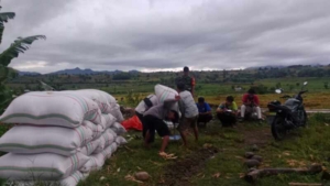 Panen Padi di Desa O’o Berbuah Manis, Petani Rasakan Kepastian Harga