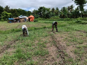 Babinsa Koramil 05/Waingapu Bantu Warga Panen Bawang Merah di Lambanapu