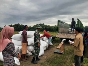 Pengawalan Pembelian Gabah di Desa Ncandi Berjalan Aman dan Lancar