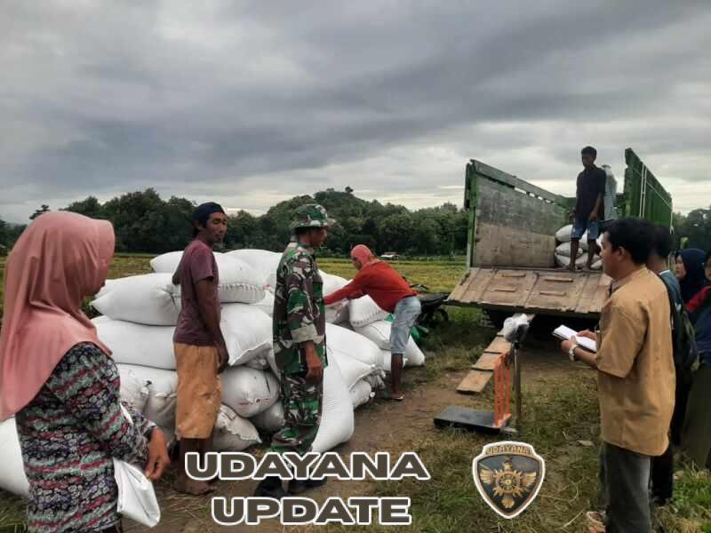 Pengawalan Pembelian Gabah di Desa Ncandi Berjalan Aman dan Lancar