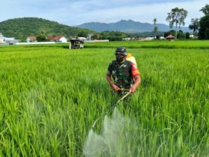 Babinsa Rasabou Dampingi Penyemprotan Ulat Padi demi Ketahanan Pangan Nasional