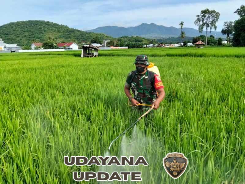 Babinsa Rasabou Dampingi Penyemprotan Ulat Padi demi Ketahanan Pangan Nasional