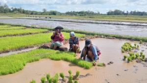 Tak Kenal Hari Libur, Babinsa Lewa Bantu Petani Tanam Padi di Desa Kondamara