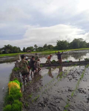 Babinsa Koramil 1601-01/Lewa Dampingi Petani Tanam Padi di Desa Mandahu