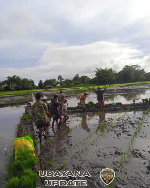 Babinsa Koramil 1601-01/Lewa Dampingi Petani Tanam Padi di Desa Mandahu