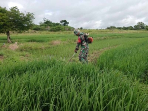 Wujud Kepedulian TNI, Babinsa Lewa Dampingi Petani Rawat Lahan Sawah