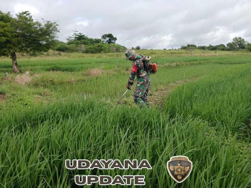 Wujud Kepedulian TNI, Babinsa Lewa Dampingi Petani Rawat Lahan Sawah