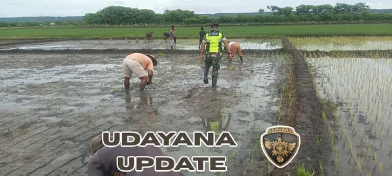 Babinsa Koramil 03/Pahunga Lodu Dampingi Petani Tanam Padi di Desa Kaliuda