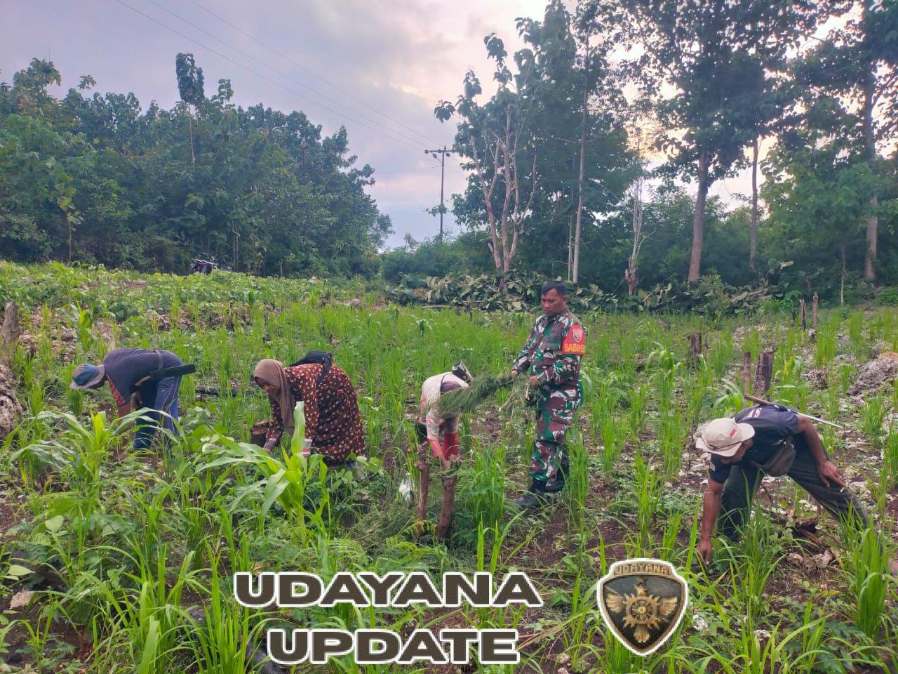 Melalui Komsos, Babinsa Pantar Barat Pererat Hubungan dengan Masyarakat