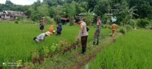 Babinsa Desa Maluk Dampingi Program Pengembangan Pertanian Organik PT Amman