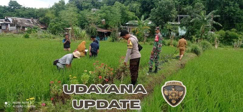 Babinsa Desa Maluk Dampingi Program Pengembangan Pertanian Organik PT Amman