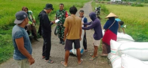 Babinsa Bara Koramil 1614-01/Dompu Kawal Serapan 2,978 Ton Gabah di Dompu