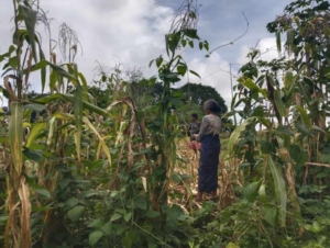 Babinsa Koramil 02/Walakaka Turun Sawah, Dampingi Warga Panen Jagung di Laboya Bawah