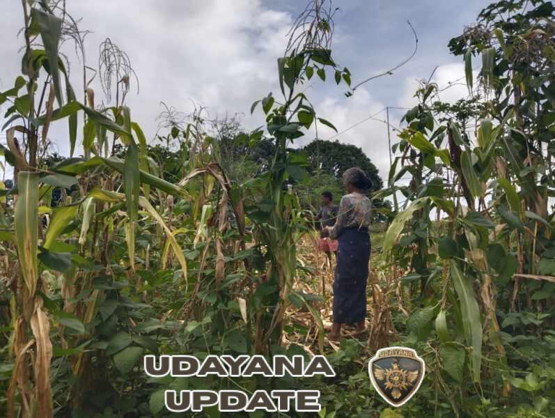 Babinsa Koramil 02/Walakaka Turun Sawah, Dampingi Warga Panen Jagung di Laboya Bawah
