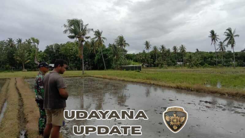 Sertu M. Ali Dampingi Petani Bajak Sawah di Kelurahan Malumbi