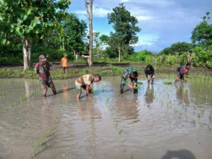 Babinsa Koramil 04/Tabundung Turun Langsung Bantu Petani Tanam Padi di Desa Bangga Watu