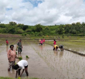Gotong Royong Menguat, Babinsa Hadir Langsung di Tengah Petani Tainsala