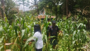 Babinsa Koramil 05/Waingapu Melaksanakan Komsos dan Bantu Warga Panen Jagung di Desa Kalamba
