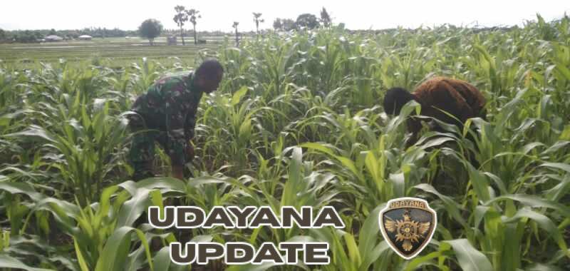 Babinsa Koramil 02/Rindi Umalulu Pantau Pertumbuhan Jagung Milik Warga di Desa Wanga