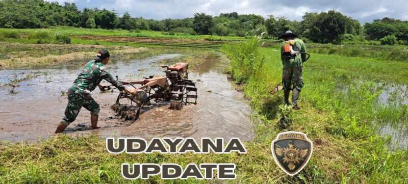 Percepat Masa Tanam, Babinsa Lewa Bantu Petani Bajak Sawah Gunakan Hand Traktor
