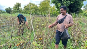 Yonarmed 12 Kostrad Sukseskan Hanpangan, Panen Tomat Bersama Warga Perbatasan