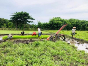Babinsa Koramil 06/Karera Monitoring Wilayah, Bantu Warga Cabut Bibit Padi