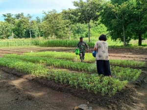 Dukung Ketahanan Pangan, Babinsa Turun Langsung Bantu Warga Rawat Kebun Sayur