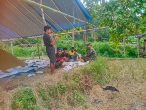 Babinsa Koramil 01/Loli Komsos Bersama Petani Usai Panen di Desa Beradolu