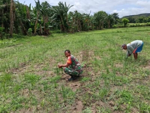 Babinsa Koramil 05/Waingapu Dampingi Petani Bersihkan Gulma Demi Ketahanan Pangan