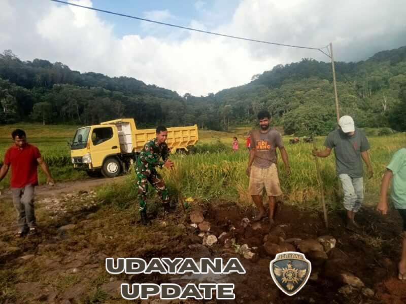 Babinsa Lembor Turun Langsung ke Sawah, Bantu Petani Bangun Saluran Irigasi