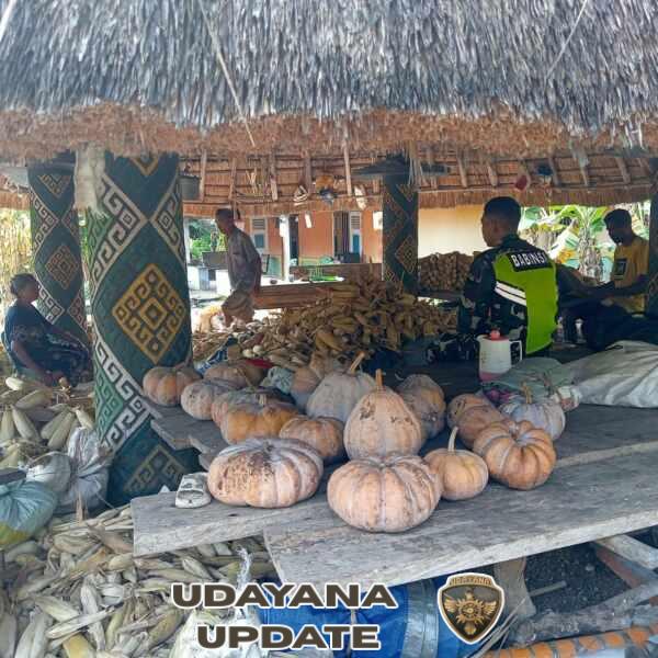 Dari Pendampingan ke Kesejahteraan, Babinsa Antar Warga Menuju Panen Sukses