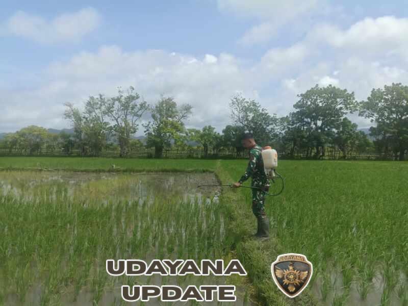 Wujud Dukungan Hanpangan, Babinsa Karera Bantu Petani Rawat Sawah
