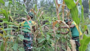Komitmen Majukan Pangan, Satgas Pamtas Yonarhanud 2 Kostrad Bahu-Membahu Panen Jagung Bersama Warga