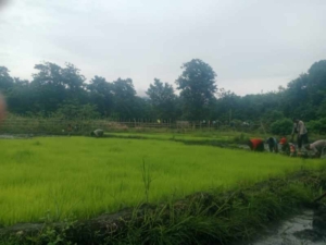 Babinsa Koramil 06/Karera Dampingi Petani Cabut Bibit Padi di Desa Nggongi