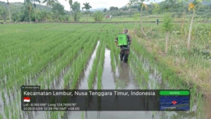 Babinsa Koramil Apui Dampingi Petani Bersihkan Gulma di Sawah Demplot