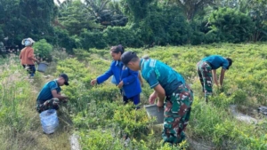 Satgas Yonarmed 12 Kostrad Panen Cabai di Perbatasan, Wujudkan Ketahanan Pangan di Malaka