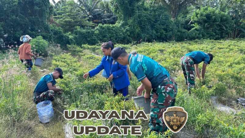 Satgas Yonarmed 12 Kostrad Panen Cabai di Perbatasan, Wujudkan Ketahanan Pangan di Malaka