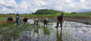 Wujud Kepedulian TNI, Babinsa Lewa Turun Sawah Bersama Petani